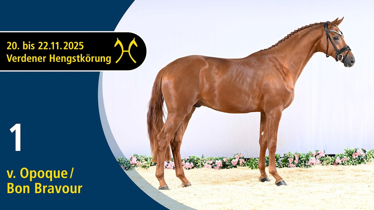 No. 1 Stallion by Opoque - Bon Bravour | Verden Stallion Licensing 2025 - Dressage - Nov. 21/22