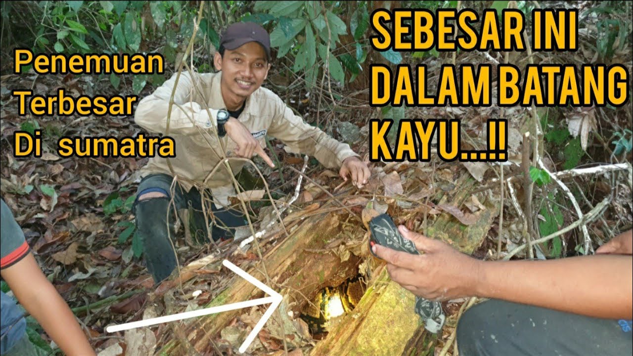 DETIK-DETIK PENAMPAKAN ULAR PYTHON TERBESAR DI INDONESIA,WAAHH GILAAA INI ASLIIII