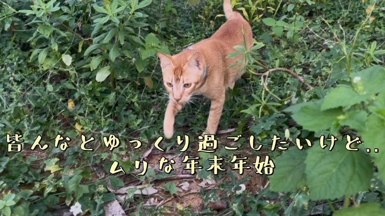 【保護猫】年末は忙しい