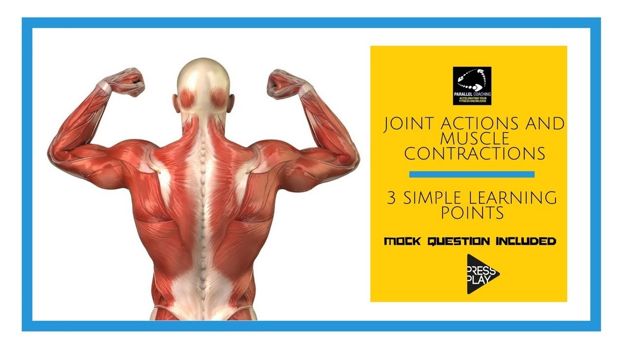 Joint Actions and Muscle Contractions in 3 simple learning points