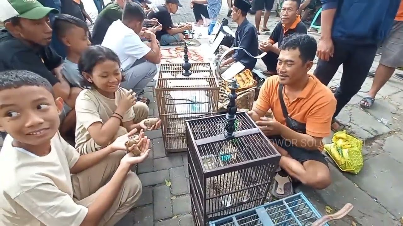 Pasar burung jawa terlengkap burung gunung 
