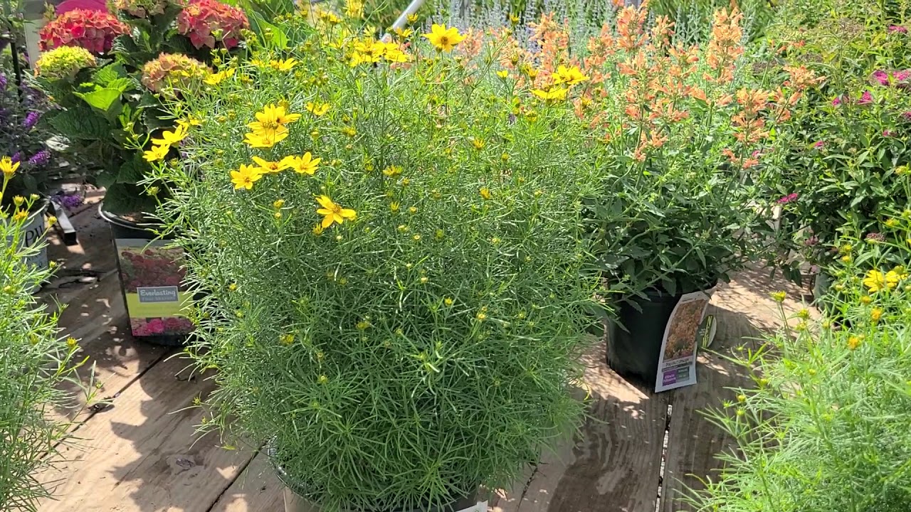 Coreopsis Zagreb (Threadleaf Coreopsis) // Outstanding, Easy to Grow NATIVE Perennial variety