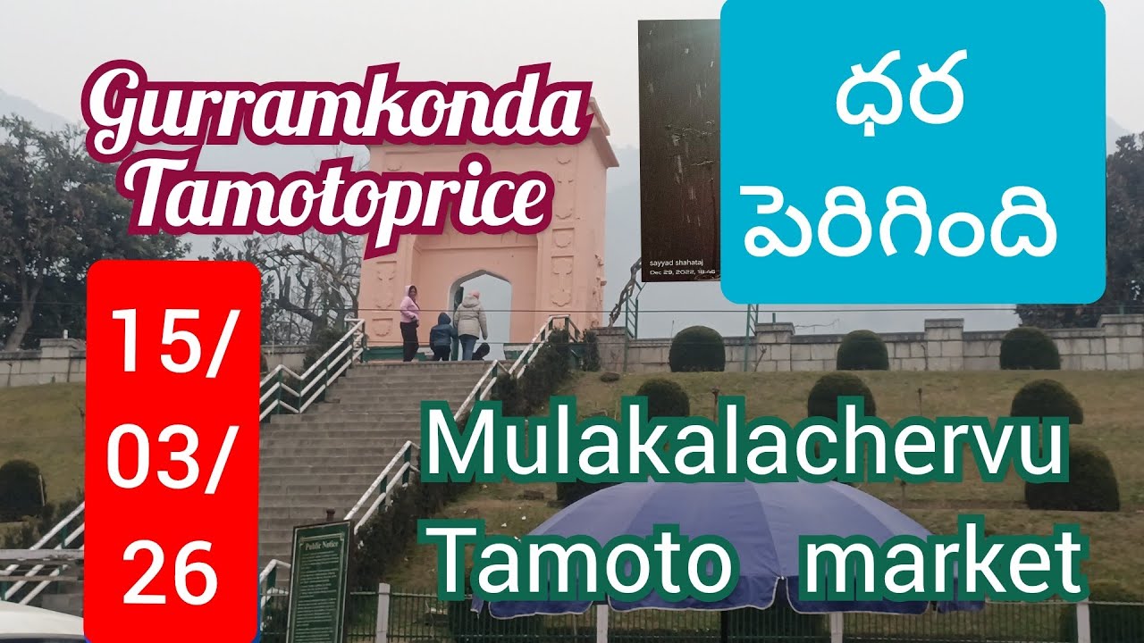 March 15, 2026!!#mulakalachervu tamoto rate today #gurramkondatamotoprice!!