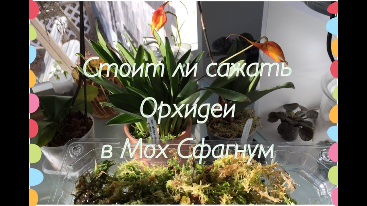 Мох Сфагнум и Орхидеи