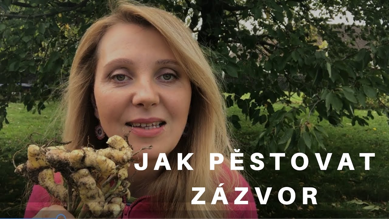 Jak pěstovat zázvor   pěstování zázvoru