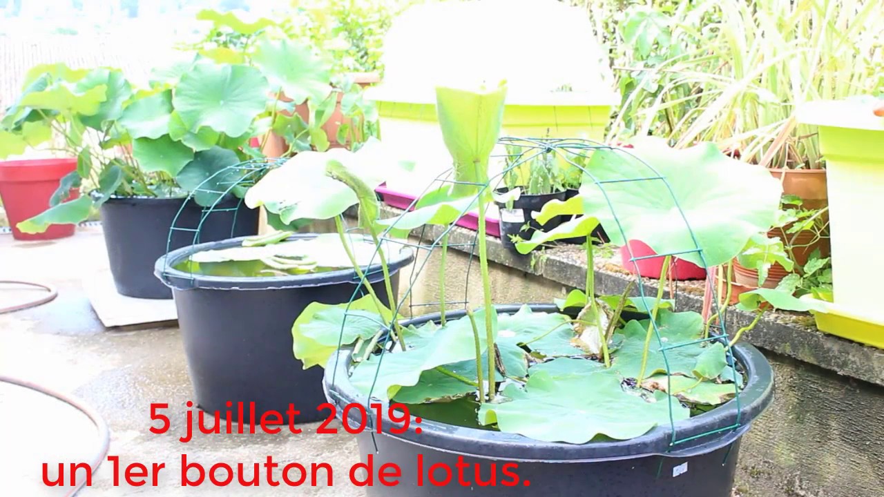 Propagation du lotus à partir de rhizome