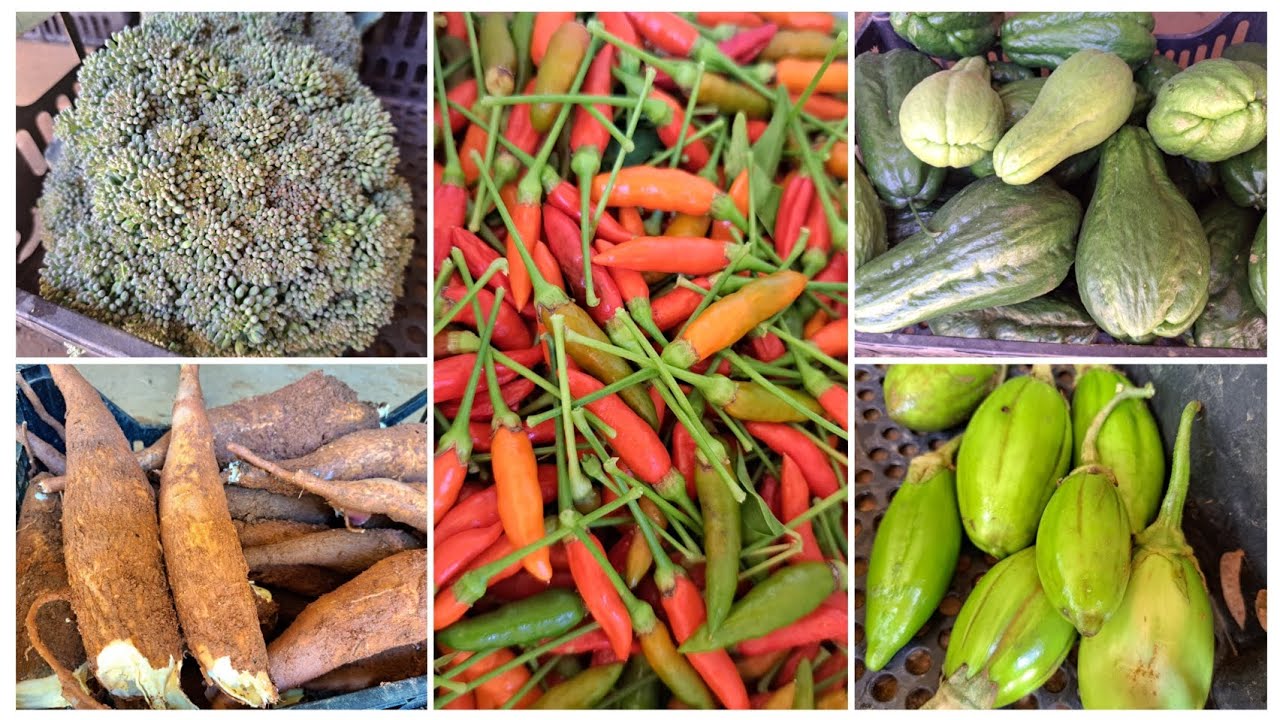 NOSSA FARTURA NA HORTA/FIZEMOS A COLHEITA DE AIPIM/O CHUCHU  ESTA CHEIO DE FRUTOS