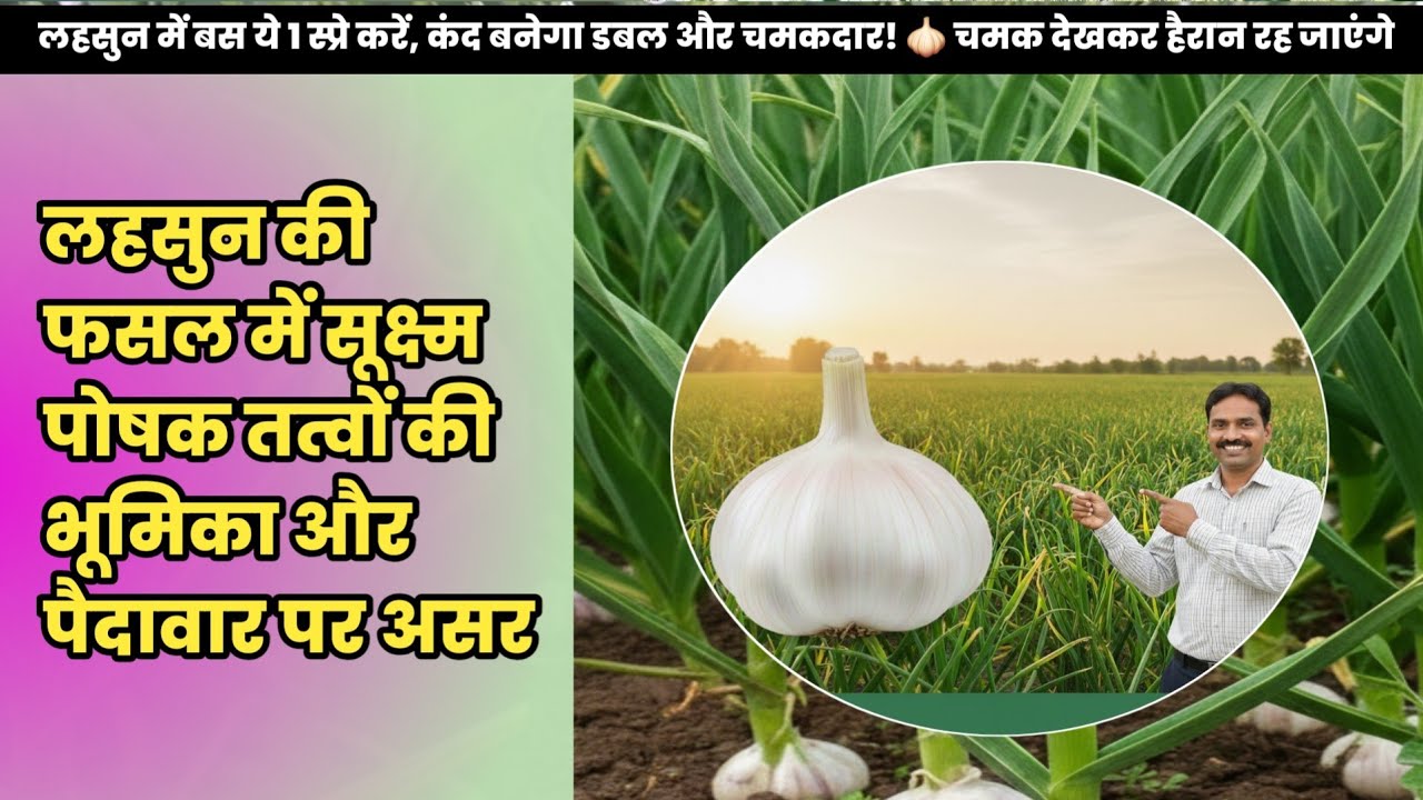 लहसुन का कंद बढ़ाने का सबसे सही तरीका | Garlic Micronutrient Spray Guide