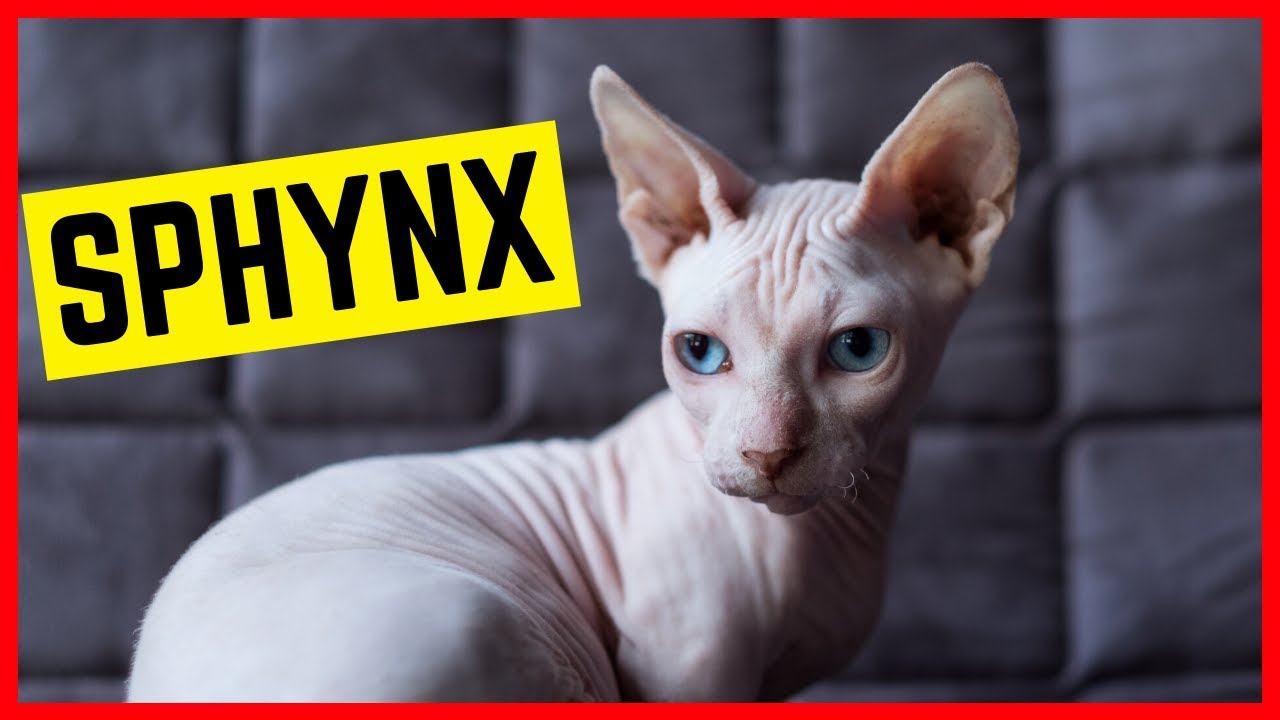 SPHYNX KATZE - Charakter & Pers&ouml;nlichkeit | Rasse Portrait