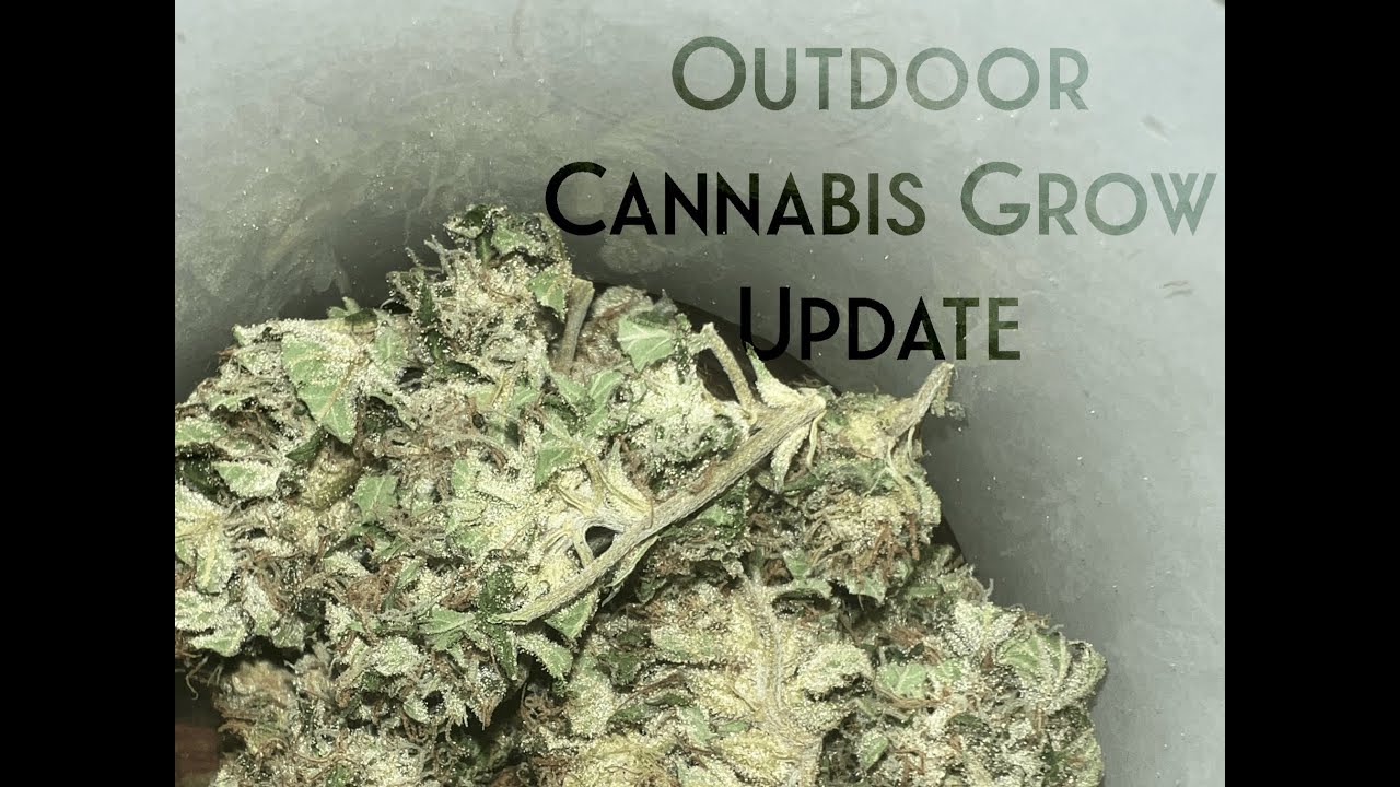 Southern Ontario Outdoor Cannabis Grow [SEPTEMBER 29 2022] UPDATE