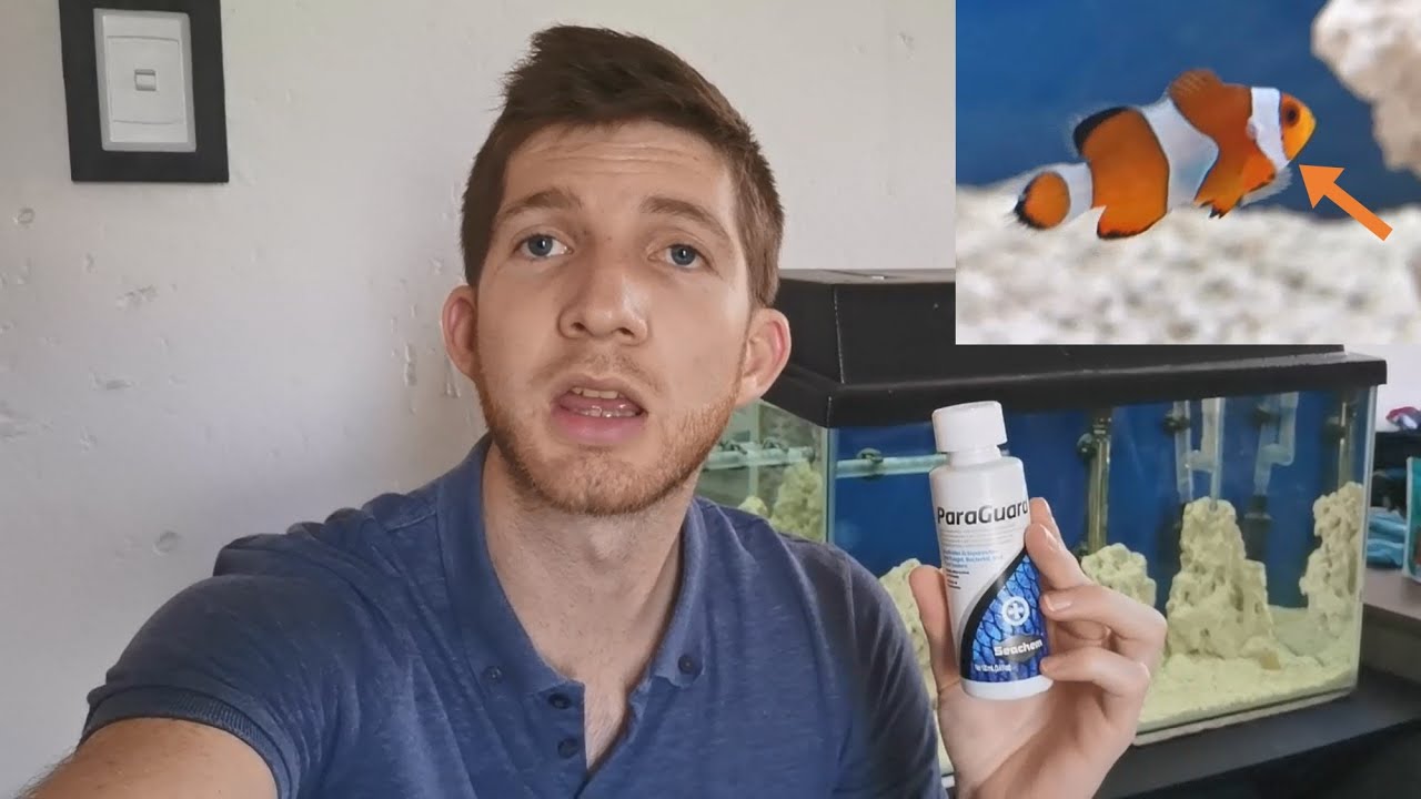 Is my Clownfish Sick?