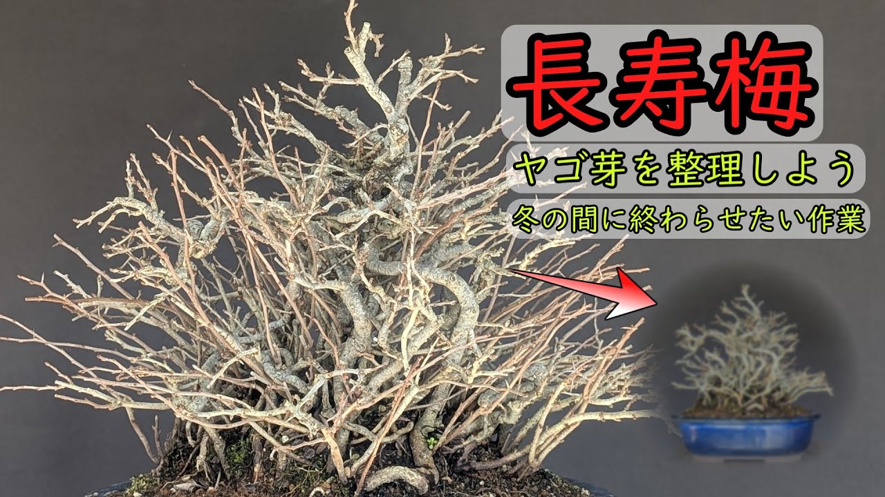 【盆栽　作業動画】長寿梅　ヤゴ芽を整理しよう