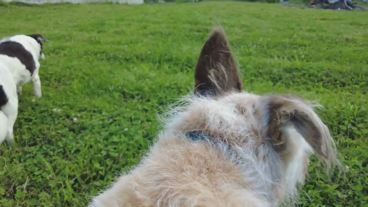 Stacy's last adventure.