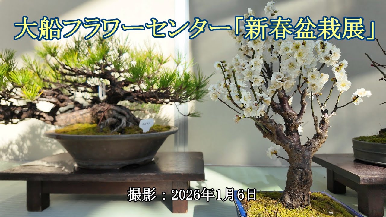 大船フラワーセンター「新春盆栽展」 [4K] Ofuna Flower Center 