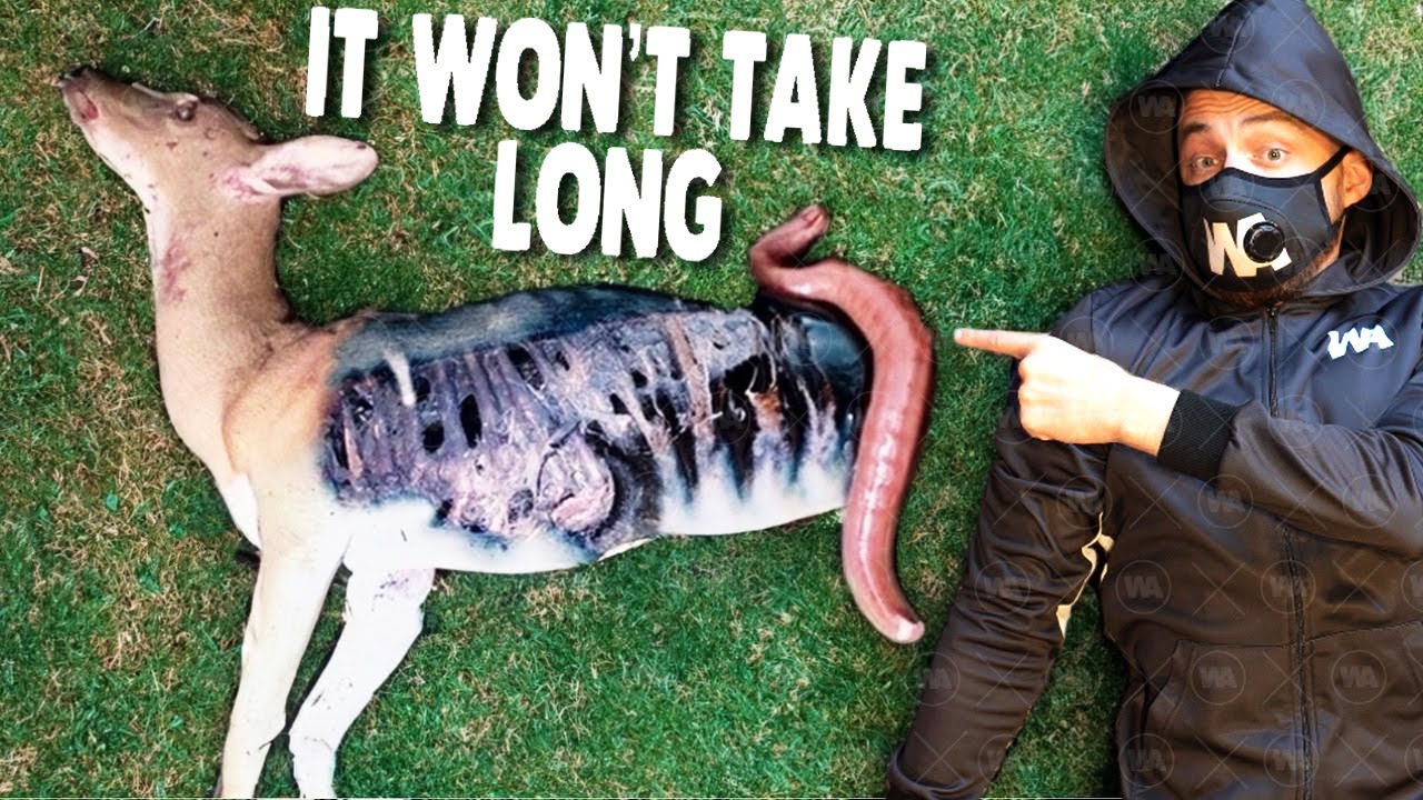 This Is Why You&rsquo;ve Never Seen Dead Animals Around You