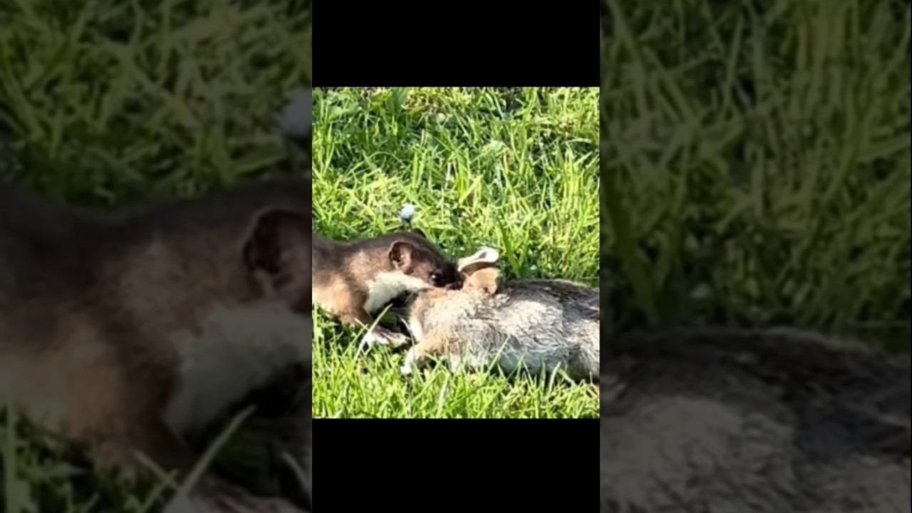 stoat ka attack