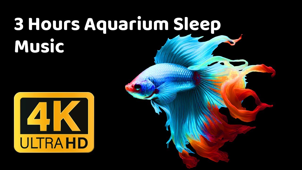 Relaxing Aquarium Sleep Music 🌊 Deep Sleep, Insomnia Relief & Stress Reduction (3 Hours)