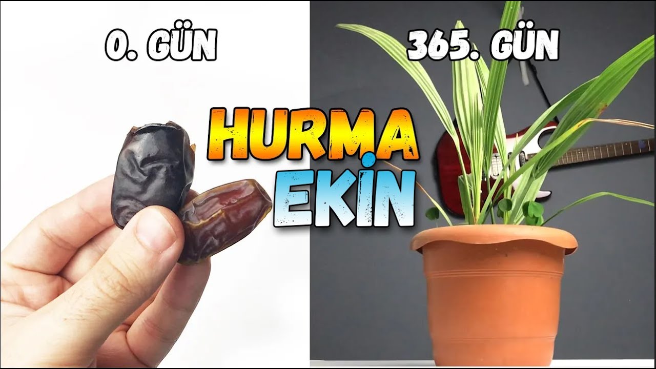 Hurma Çekirdeği Çimlendirme