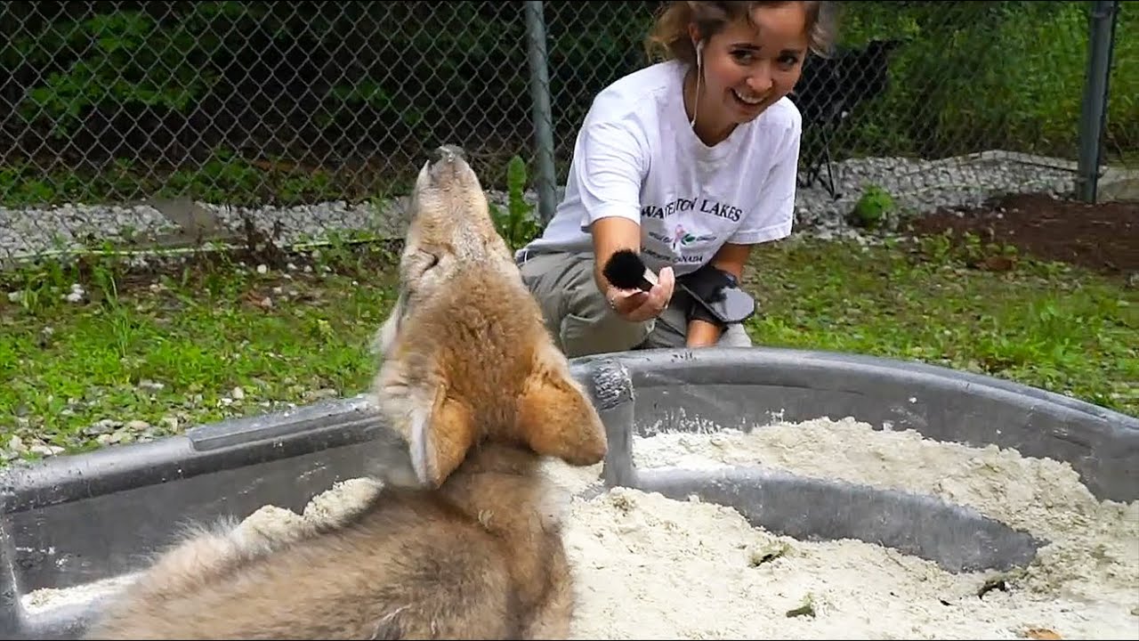 Maya shows the wolf puppy howl with the Wolf Conservation Center