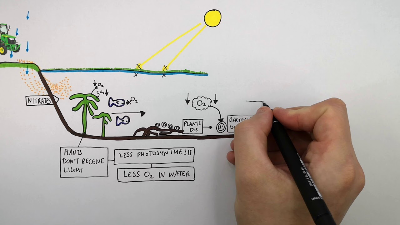 GCSE Biology – Eutrophication Explained
