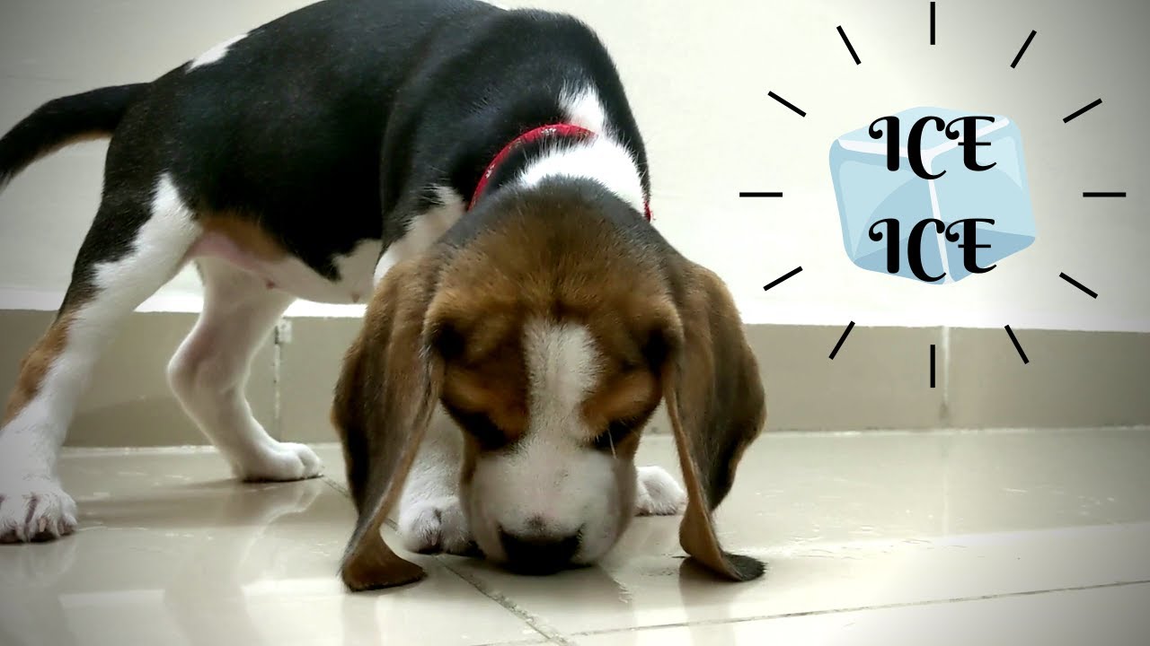 Muffin Goes Crazy for ICE Cubes | Beagle | TheBeagleMuffin 🧊