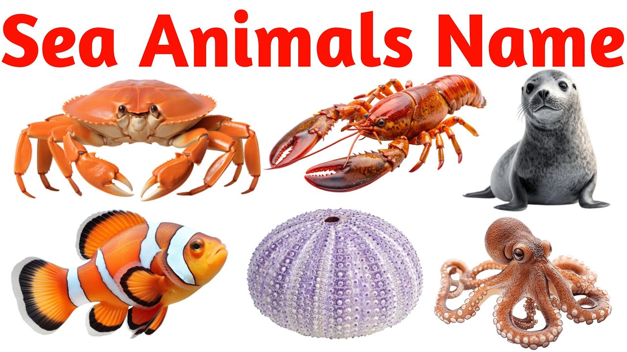 Sea Animals Names in English for Kids | Learn Ocean and Water Animals Vocabulary Easily |