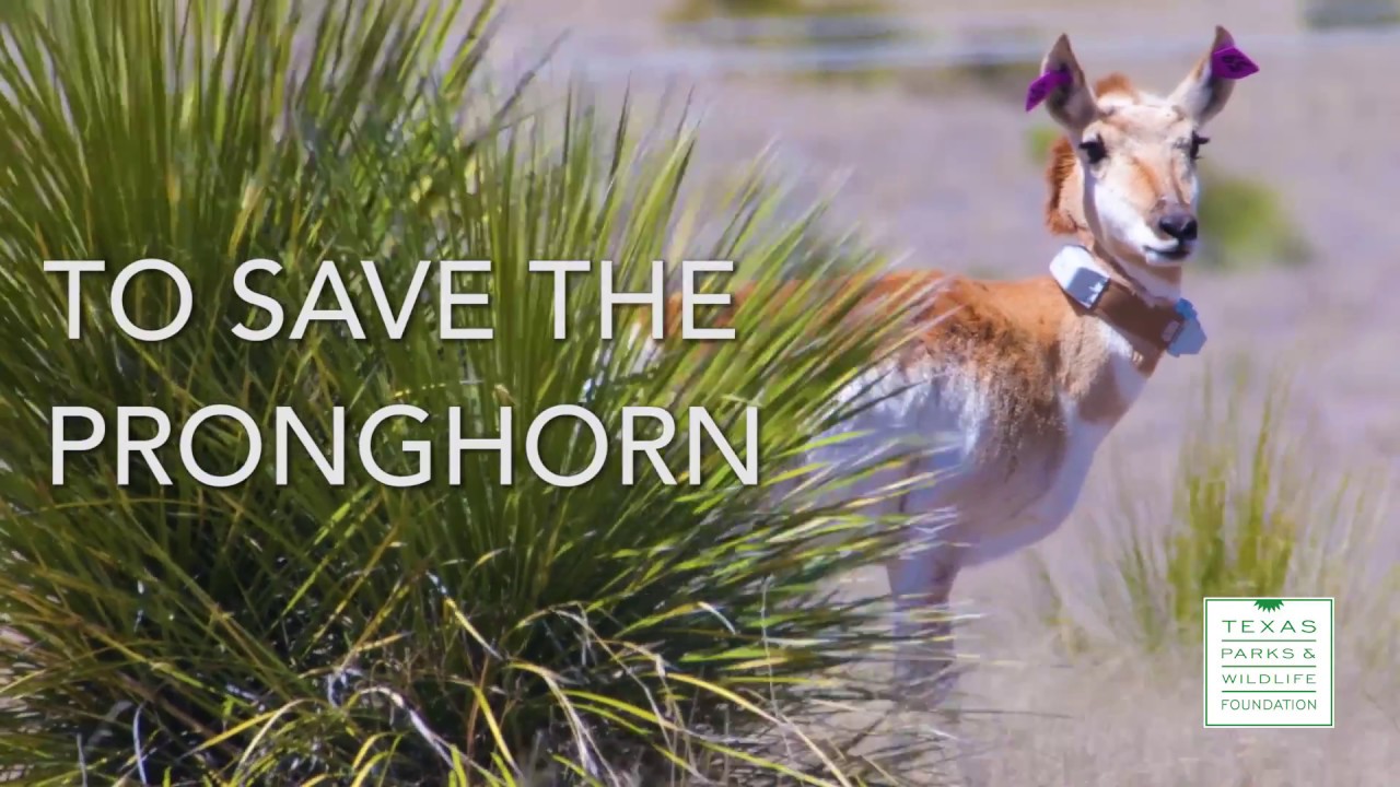 Keeping it Wild: Pronghorn Tracking Collars