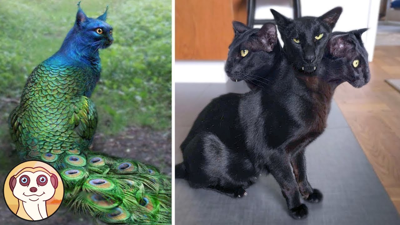 GATTI STRANI CHE ESISTONO DAVVERO