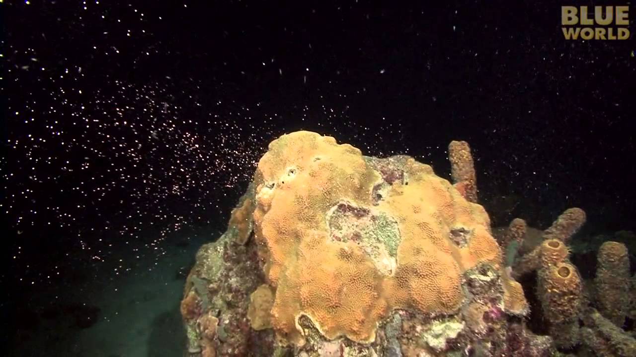 Incredible coral spawning footage!