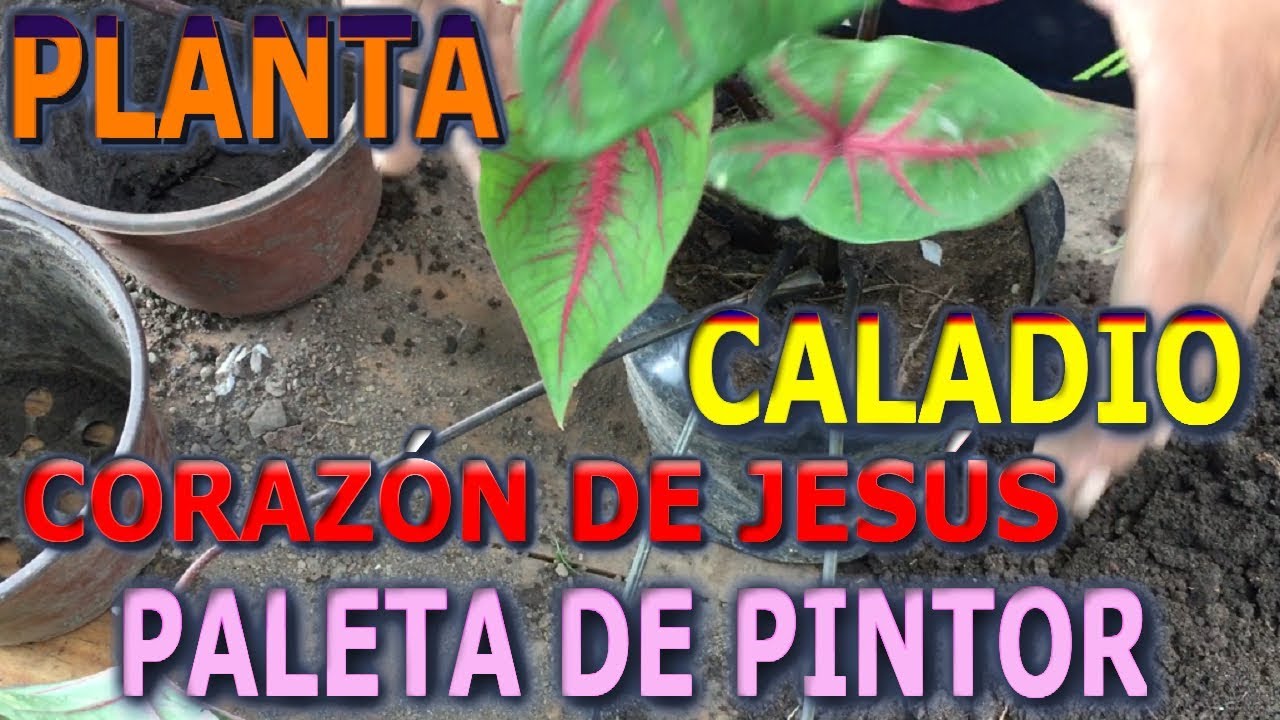 Como reproducir y cuidar la planta Caladio (Corazón de Jesús, Paleta de pintor )|| Info Garden