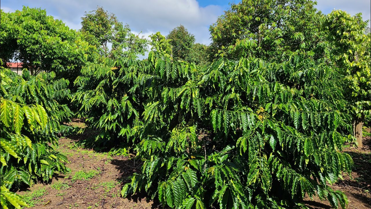 Siêu phẩm vườn đẹp 3.6 ha cafe -  tiêu - sầu riêng đang kinh doanh mạnh ..