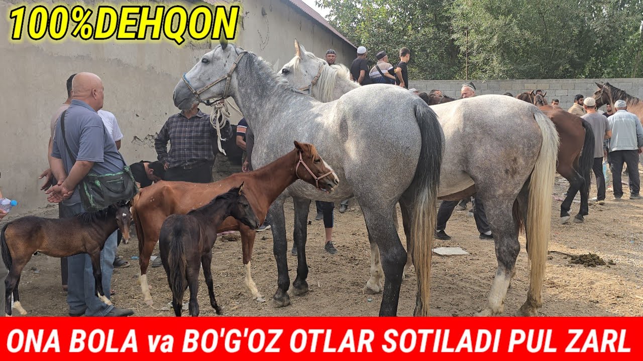 100%DEHQON Ona Bola va Bo'go'z ZOTDOR Biyalarni Zo'rlari So'raganlarga Pul Zarligi UCHUN sotiladi 