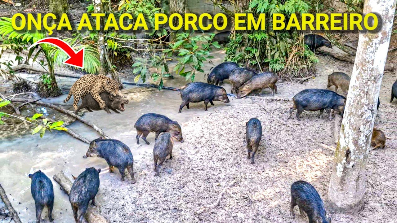 ON&Ccedil;A ALMO&Ccedil;A PORCO NO BARREIRO E O INESPERADO ACONTECE.