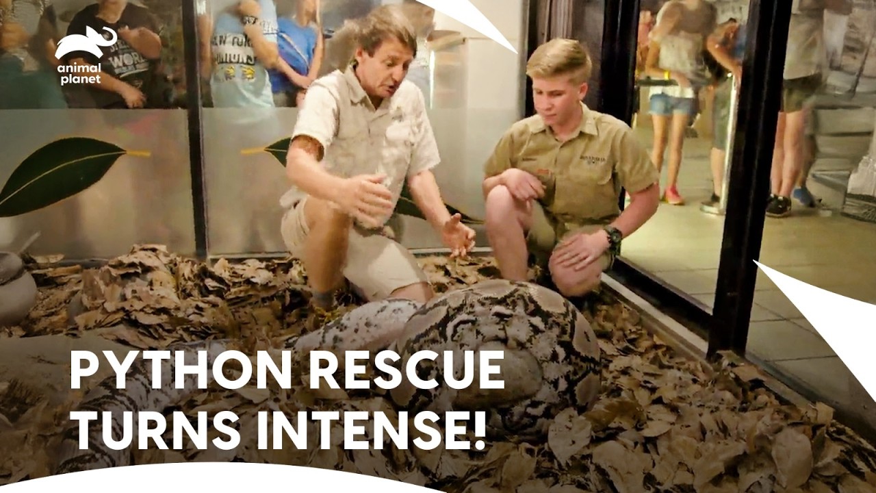 White Rhino Pregnancy Tests & Python Drama | Crikey! It's The Irwins S1 E10,11,12 | Animal Planet