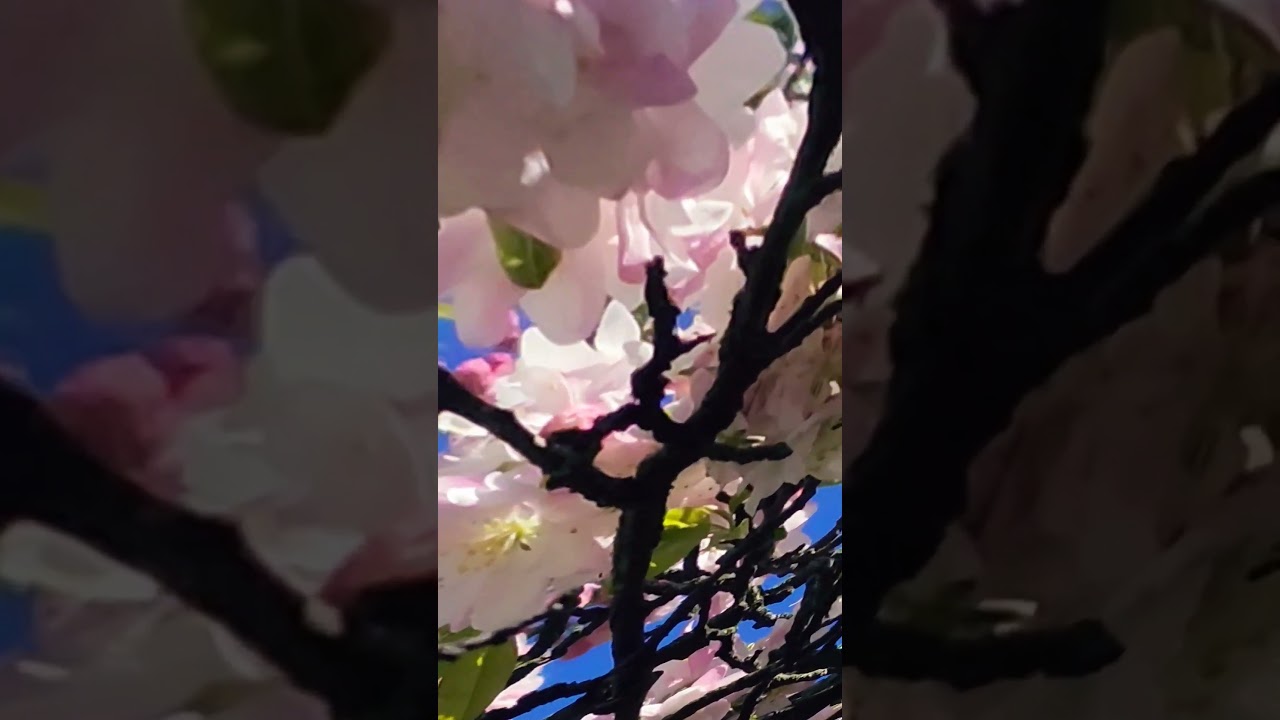 Malus'Evereste'(Crabapple)#Hermosas flores#youtubeshorts# New Jersey # USA Nature...🌟🌟