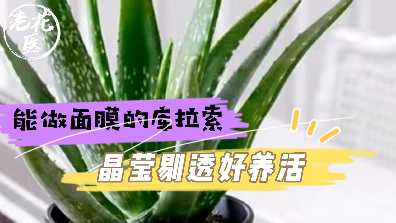 【养花必懂小知识】能做面膜的库拉索，晶莹剔透好养活，库拉索养护教学！ Tips and tracks for aloe vera.