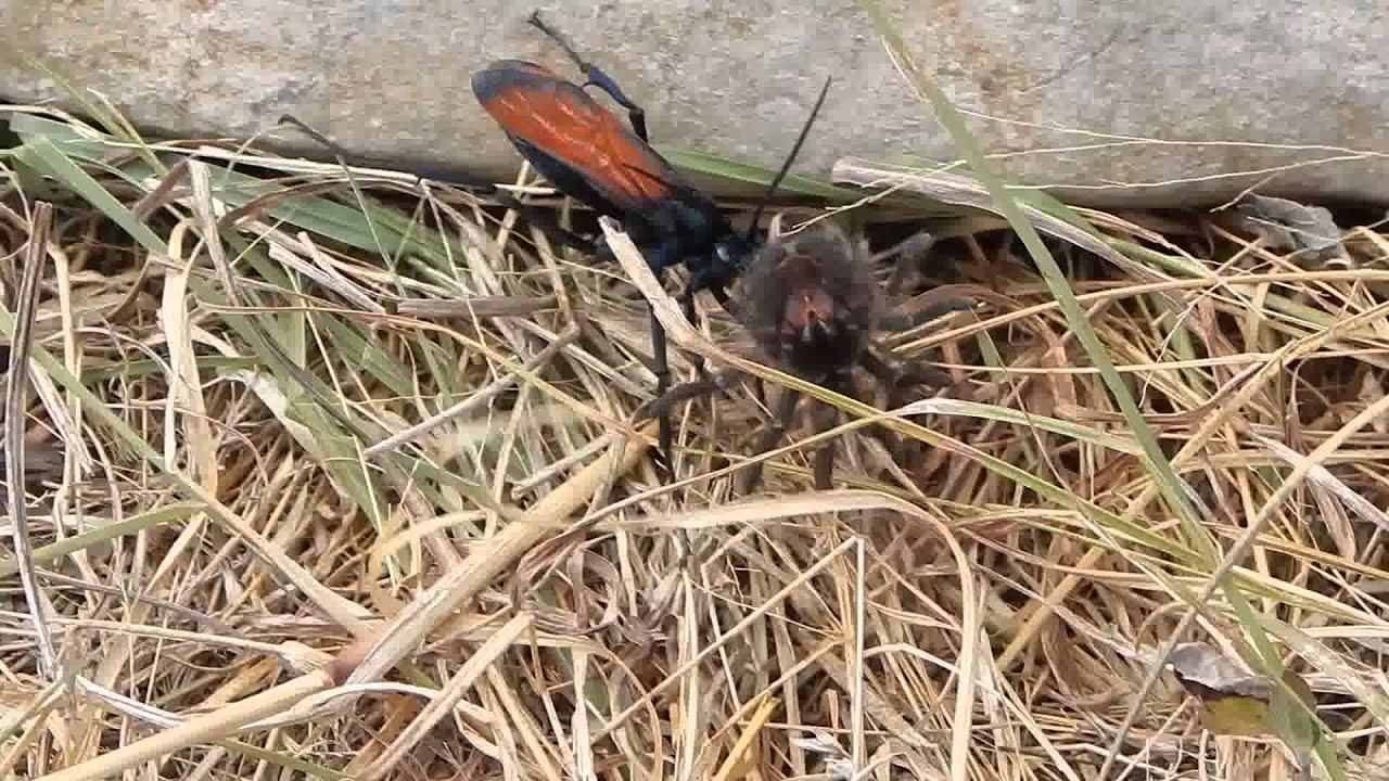 Tarantula Hawk, Pepsis sp., with tarantula victim