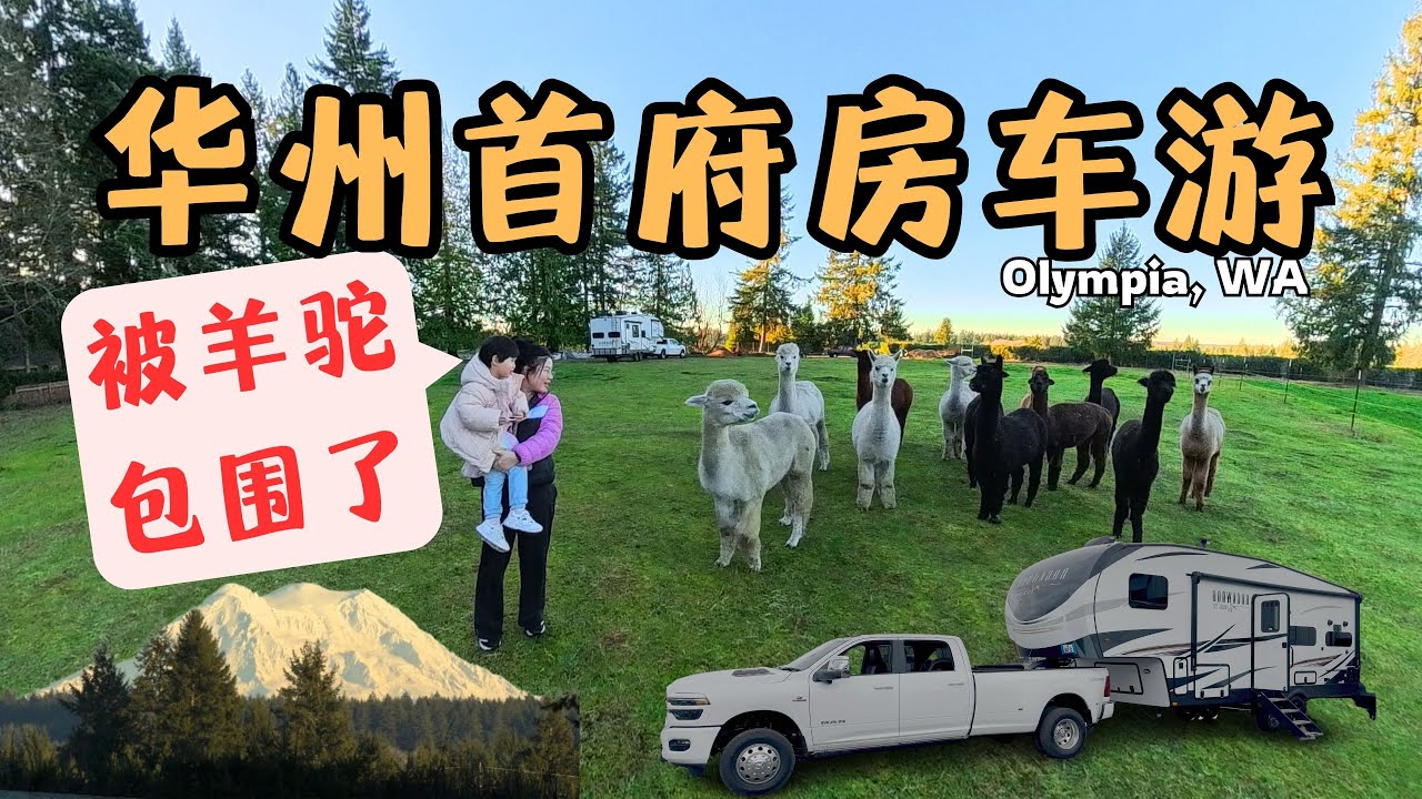 Olympia房车露营看雪山看羊驼 | 被羊驼包围的周末，也经历了一点翻车 🦙