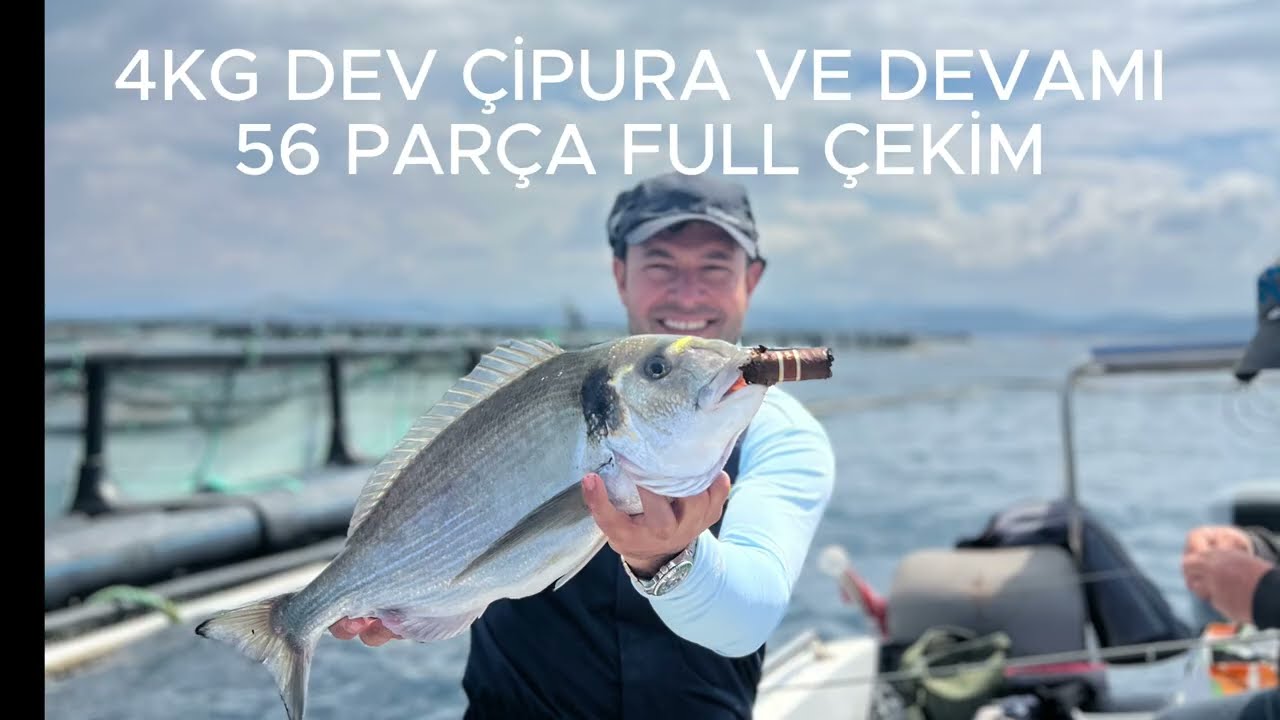 Bodrum Çipuraları Geçit Zamanı 2025-MAYIS  #çipura #balık #balıkavı