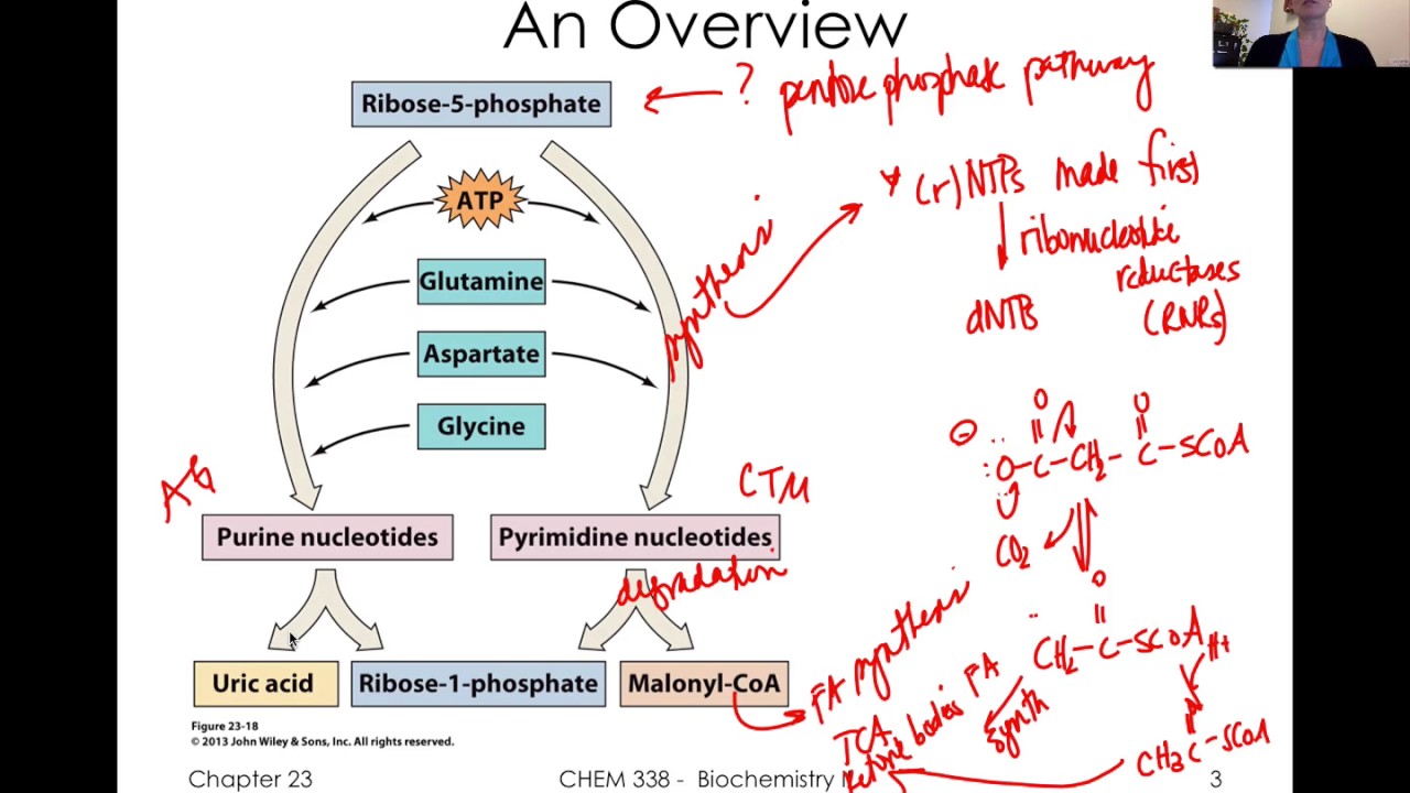 Nucleic Acid Metabolism   one video!