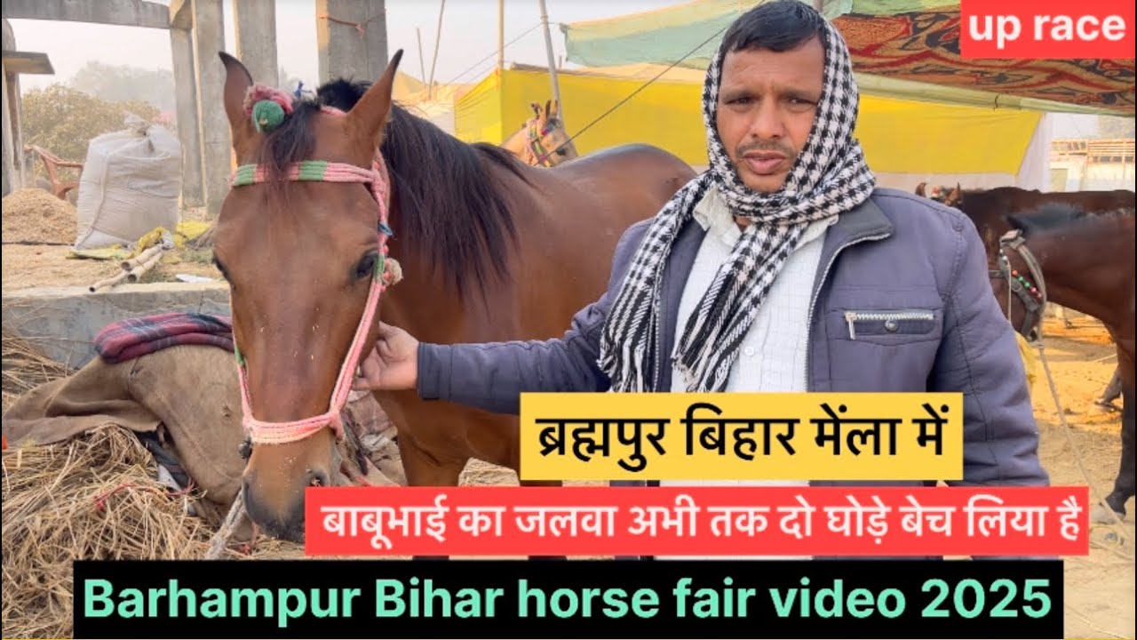Horse sell me video barhampur Bihar ब्रह्मपुर बिहार मेंला में बाबूभाई का जलवा #horse #horserace