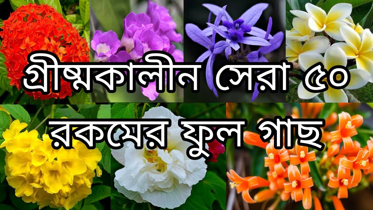 গ্রীষ্মকালীন সেরা ৫০ রকমের ফুল গাছ | নামসহ | Top 50 Summer flowers plants ||#o2 ||