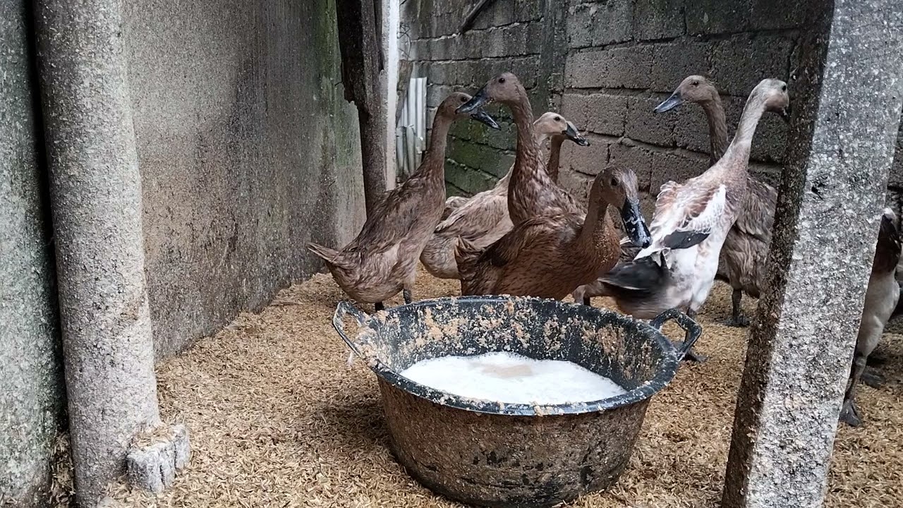 Itik kandang #duck #itikpetelur #peternaksejahtera #farming 