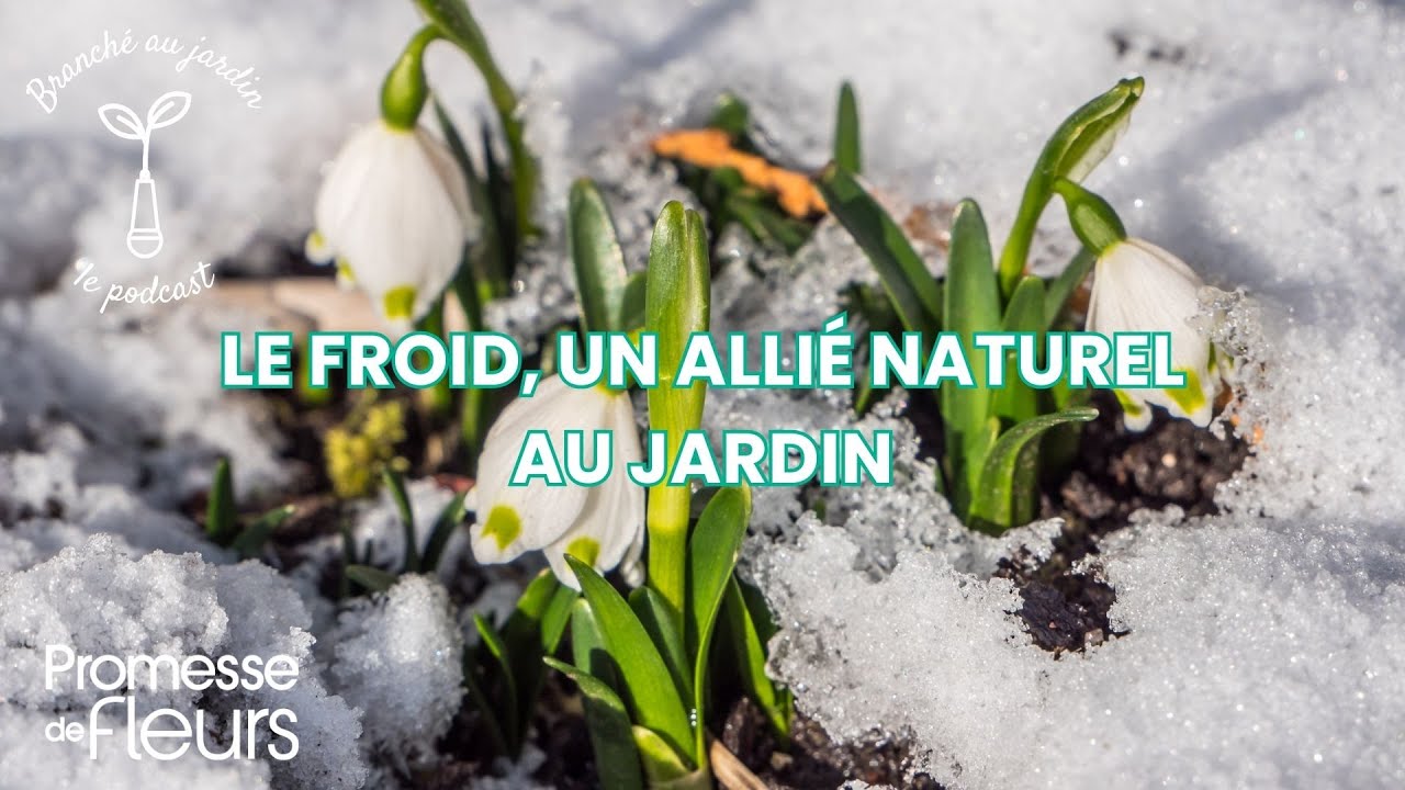 Le froid, un allié naturel au jardin