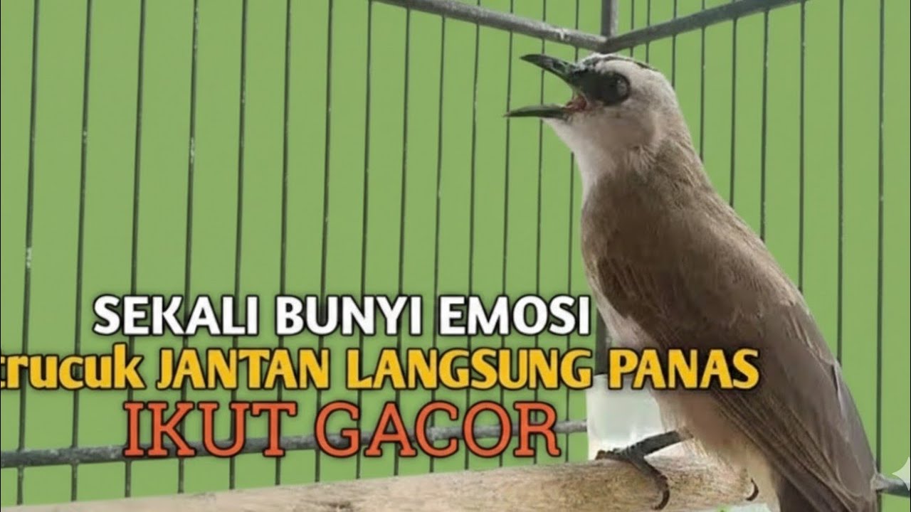Trucuk BETINA memanggil Jantan Suara Birahi Ngecuplik 100% pancingan trucukan gacor agar BUNYI EMOSI