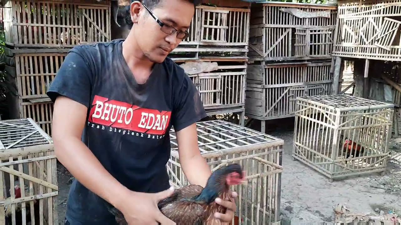 MELIHAT PETERNAKAN AYAM PAMA,MANGON,BIRKOK MAS YUDI