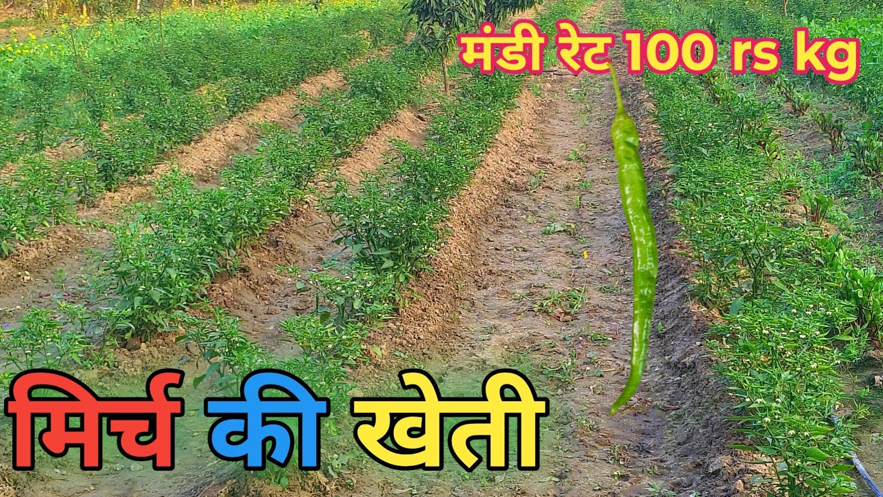 मिर्च की खेती कैसे करें ? How to start chilli farming / chilli farming in 2026 / mirch ki kheti