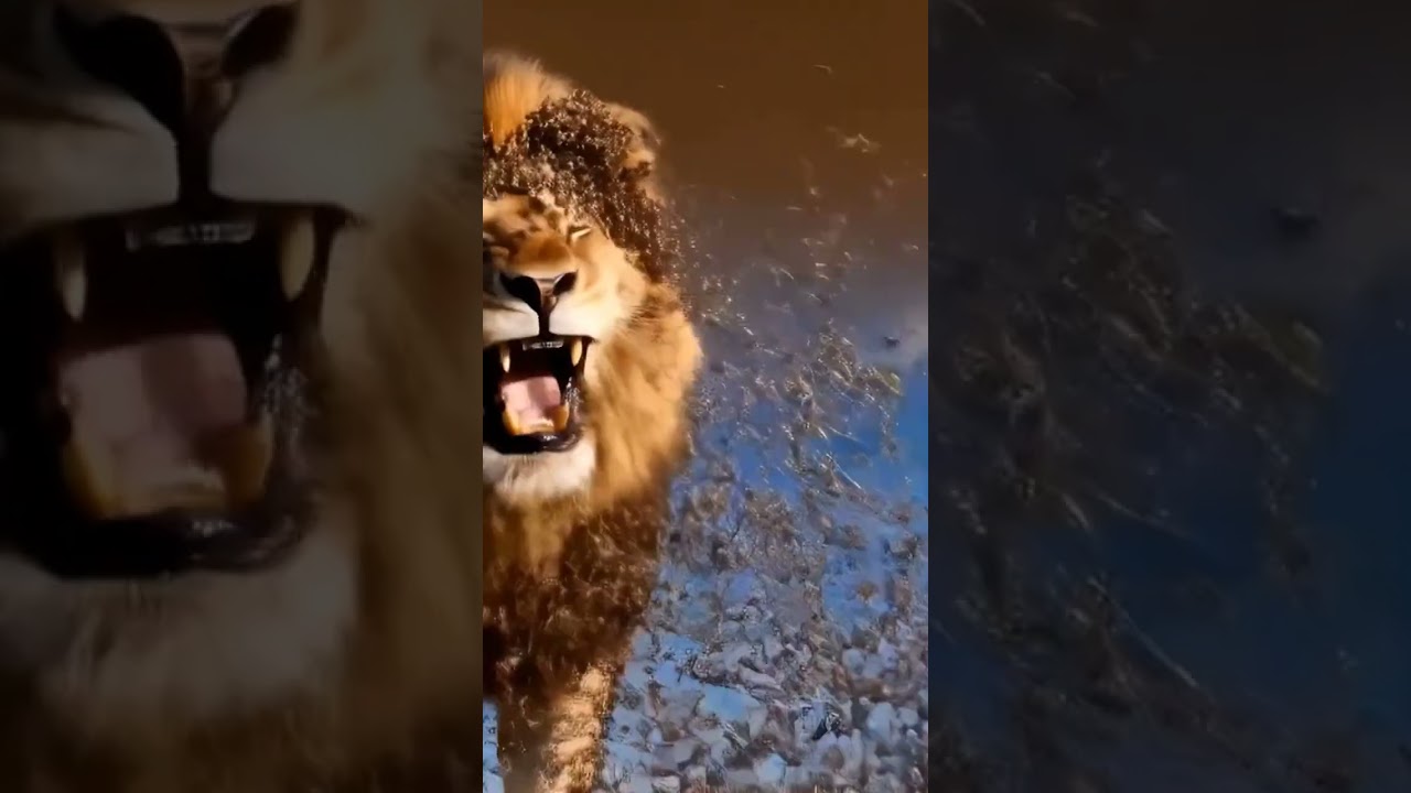 Leo Gets Attacked by Bees! 🐝 Wild Moment in the African Bush#africa #animals #wildlife