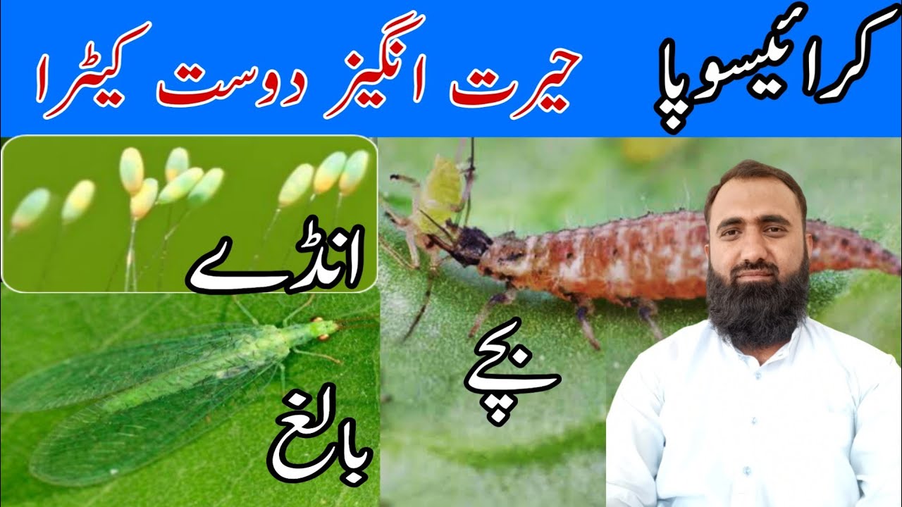 What is Chrysoperla Carnea| Biological Control of Cotton Whitefly|Bilal Kanju Official