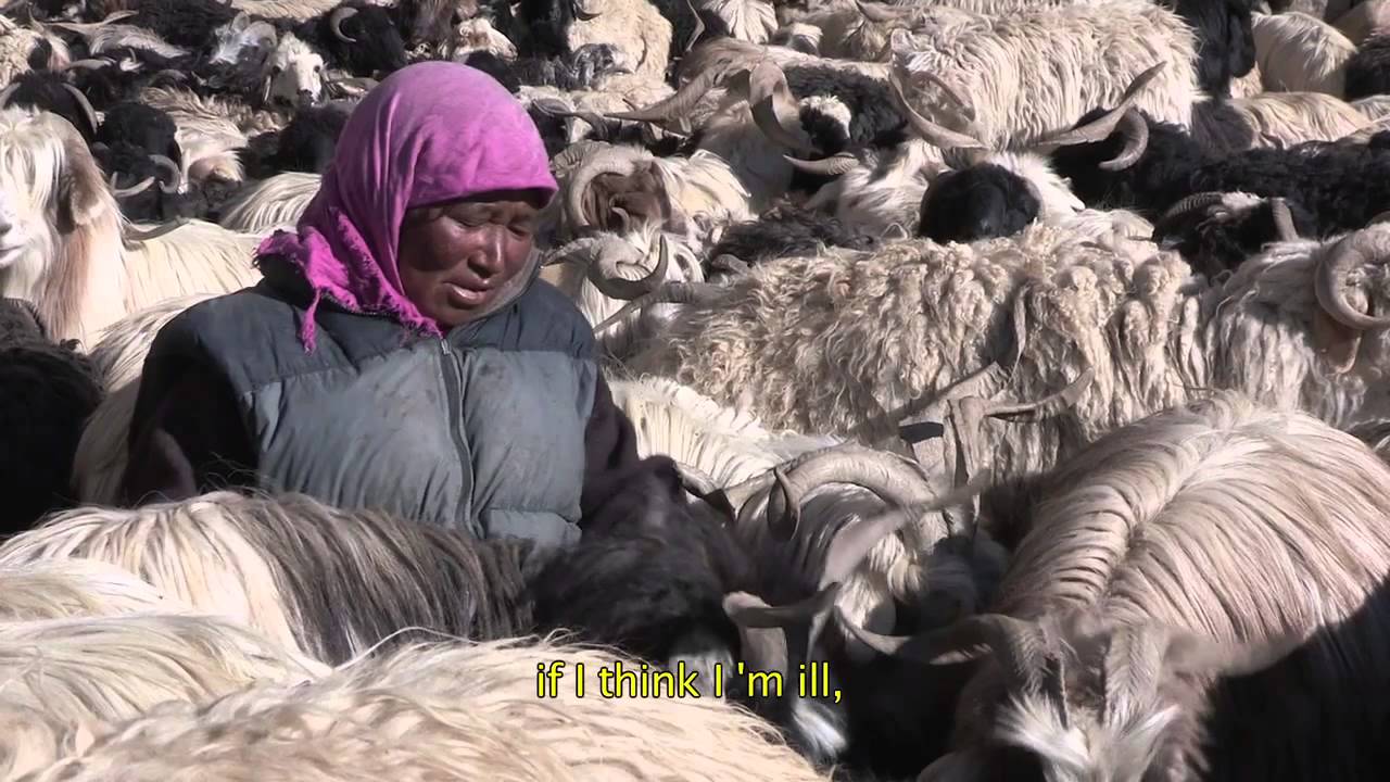 THE SHEPHERD… AND THE RADIO (teaser)